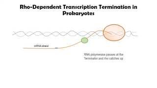 Rhodependent Transcription Termination in Prokaryotes [upl. by Denton]