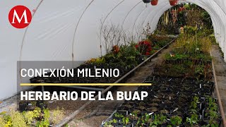 Así es el herbario de la BUAP  Conexión Milenio [upl. by Irmine638]