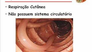 Biologia  Nematelmintos  Toufic Joulian 3°F  2010 [upl. by Kara-Lynn546]