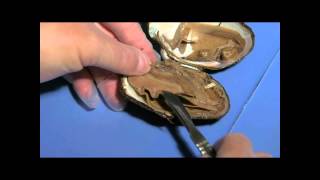 Clam Dissection Student Cut 2 for Lesson Plan [upl. by Moshe]