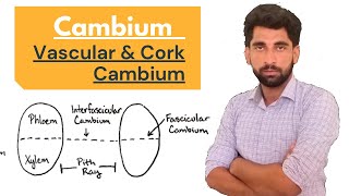 Plant Anatomy  Cambium  Vascular amp Cork Cambium By Mushtaq Saqib [upl. by Gnahk]