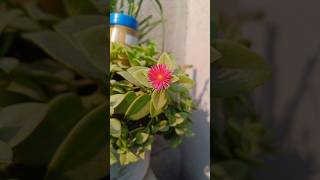 Flipkart garden seeds review 🫘🌱🌹🌺🌷summer plants gardeningflowersonlineshoppingseedshomegarden [upl. by Zeculon]