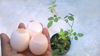 Eggshell fertilizer for any plants and flowers  Homemade fertilizer [upl. by Jeunesse]