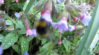 Bombus Pratorum [upl. by Barr]