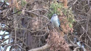 Birds of Bolivia  Tanagers [upl. by Packer74]