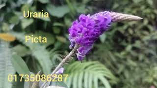 ঝর্ণার পাশে ভেষজ উদ্ভিদ Uraria Picta [upl. by Sheeran783]