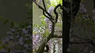 beautiful wisteria bonsai [upl. by Erreip434]