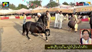 Shero l Gopera l Horse Dance 30 September 2023 l Mehmood Pura Chak No 1 Nankana [upl. by Joon871]