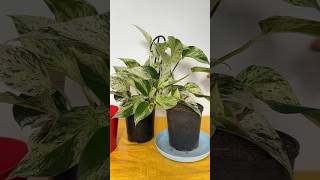 Propagation of marble queen pothos marblequeenpothos shortvideo shorts [upl. by Peursem828]