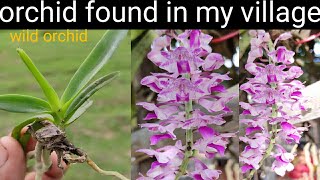 Wild orchids found in indiavanda rhynchostylis foxtail [upl. by Neddra]