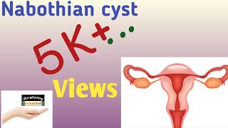 Nabothian cyst Lower Uterine segment of uterus cervical canal Anatomy in nutshell  shorts [upl. by Anazus351]