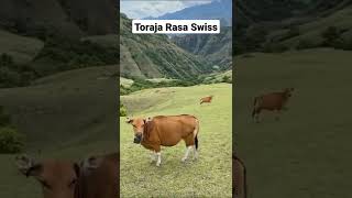 Toraja Rasa Swiss quotAsli Keren Banget Bukit Ollon Tana Toraja viral swiss viralshorts [upl. by Aryn]