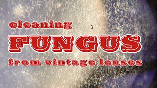 Cleaning FUNGUS from vintage lenses Tools and method [upl. by Shiri439]