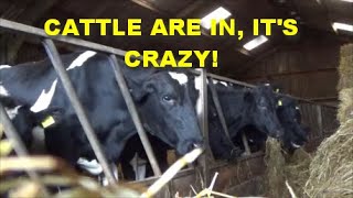 CATTLE ARE IN ITS CRAZY [upl. by Nylidnarb]