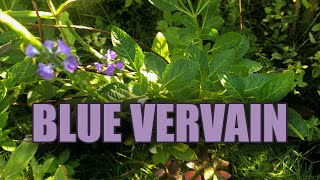 Benefits of Jamaican Vervain Plant jamaica medicinalplants [upl. by Cindra897]