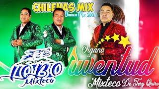 Lobo Mixteco y Organo Juventud Mixteco 🍻 Las Mejores Chilenas Mixtecas  Tocando Todos Sus Exitos [upl. by Gio]