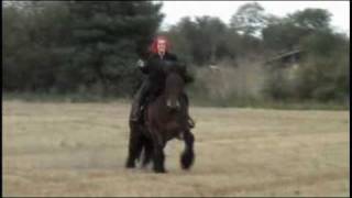 war horse galloping charging heavy Draft War horse [upl. by Verlie]