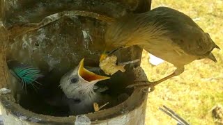 Chestnut tailed starling bird brings large amounts of food to force babies to eatbirds [upl. by Nylanna]