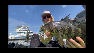 Alamitos bay spotted bass fishing May 22 [upl. by Yticilef595]