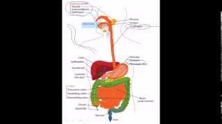 30 Digestive system facts [upl. by Meade941]