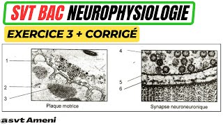 SVT Bac Neurophysiologie Plaque motrice et synapse neuroneuronique  Exercice 3  corrigé [upl. by Alyose]