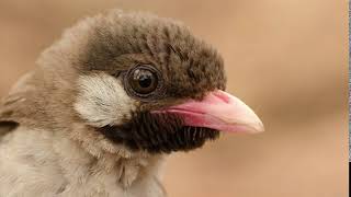 greater honeyguide call [upl. by Nilson]