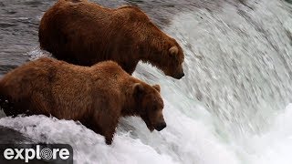 Brooks Falls  Katmai National Park Alaska 2024 powered by EXPLOREorg [upl. by Amaras]