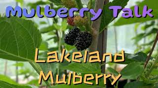 Lakeland Mulberry [upl. by Eelarual]