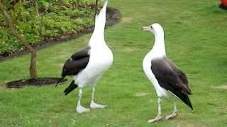 Laysan Albatross Courtship Dance [upl. by Ahsiemak]