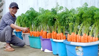 How To Grow Carrots At Home Very Simple Every Season Has Clean Carrots To Eat [upl. by Nugesulo669]