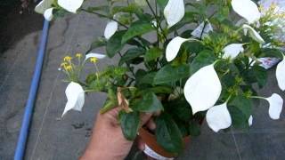 コンロンカの育て方 how to grow Mussaenda [upl. by Thorlay]