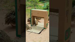 Auto Processing Quail Trap shorts youtubeshorts [upl. by Derwon510]