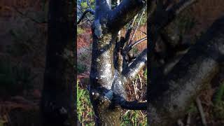 Alder Buckthorn Frangula alnus  branches close up  November 2017 [upl. by Christye676]