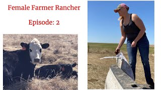 CAKING COWS TRACTOR DRIVING MECHANICS TAGGING CALVES AND MORE FEMALE FARMER RANCHER EPISODE 2 [upl. by Tneicniv433]