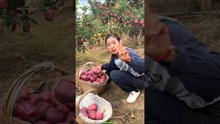 Beautiful Landscape of Delicious Red Apple 🍎🍎 Farm  Harvesting by Rural Farmer shorts apple [upl. by Mackler]