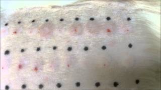 Leicester Veterinary Surgeons Offer Intradermal Skin Testing For Allergic Dermatitis [upl. by Leimaj]