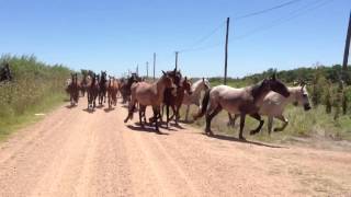 Parte de la caballada de Animales Sin Hogar camino al nuevo campo arrendado 27 de enero 2013 [upl. by Dryden741]