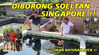 Ratusan Juta ‼ Soeltan Singapura Borong Ikan Mas Koki di Tulungagung  Maya Rizka Goldfish [upl. by Iror94]