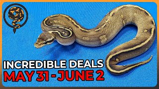 You dont want to miss these Ball Python Deals May 31June 2 [upl. by Sicular]