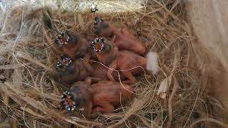 gouldian finch new baby💕 [upl. by Elizabeth481]