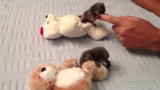 Baby Monkey Marmosets Playing [upl. by Justino]