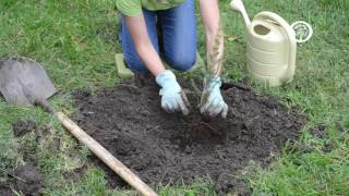 Ask an Arborist How do I Plant Bareroot Trees [upl. by Yahsram]