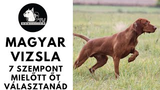 Mielőtt kutyát vennél  MAGYAR VIZSLA  7 fontos szempont mielőtt őt választanád DogCast TV [upl. by Yrevi142]