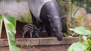 Nachwuchs im Leipziger Regenwald  ein kleiner Tapirbulle ist geboren [upl. by Carolynne]