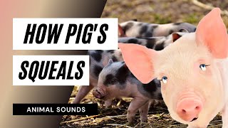 The Animal Sounds Pigs Squeals  Sound Effect  Animation [upl. by Nolyar]