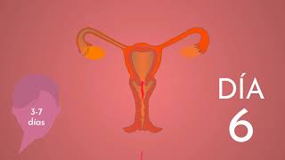 Explicación del Ciclo Menstrual Femenino [upl. by Kisung]