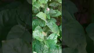 अब मोगरा के पौधे पे फूल ही फूल आयेगे mogra mograplant plants spurning cutting [upl. by Dranek710]