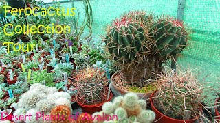 My Ferocactus Collection Tour  Cactus Collection Tour  Barrel Cactus [upl. by Yorker]