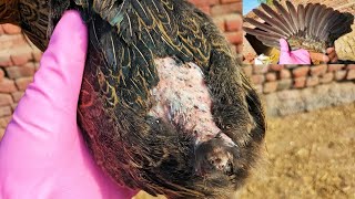 Reasons For Missing Feathers On Backyard Chickens  Dr ARSHAD [upl. by Nekcarb549]