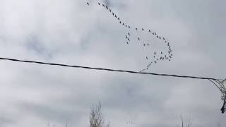 Geese flying south for the winter [upl. by Anoit]